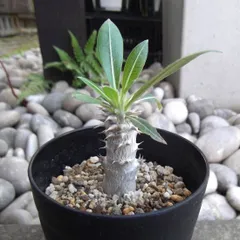 未開封PachypodiumGracilius Var.AUTUMNLEAVES 未開封PachypodiumGracilius Var.AUTUMNLEAVES