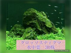 アクアリウム　前景草　グロッソスティグマ　水中葉