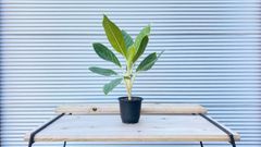 【観葉植物】アグラオネマ　ホワイトステム　5号鉢
