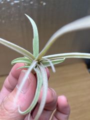 【ネコポス】チランジア キセログラフィカ×ブラキカウロス　Tillandsia xerographica × brachycaulos キンクマ農園☆T0104