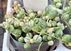 斑入りグリーンネックレス　　多肉植物