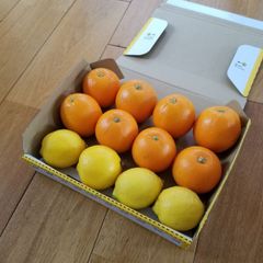 ☆ネーブルオレンジ&レモン☆　広島県瀬戸田産　農家直送