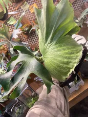 ビカクシダ　キッチャクード　グリーンブロッサム　206 ビカクシダ キッチャクード グリーンブロッサム 206 - メルカリ