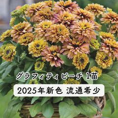 ルドベキア　サンベキア　　 グラフィティスカーレット　5号鉢②、ピーチ、チェリー ☀️ 夏の暑さに強い最強夏花 ルドベキア サンベキア