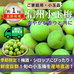 信州小玉梅 ～爽やかな香りと共に～【内容量】約1kg【配送方法】通常配送【サイズ】L以下【品目】梅（うめ）【品種】当店お任せ【産地】長野県【規格】ご家庭用A品B品混合【詰め方】バラ詰め【配送までの日数】1～4日