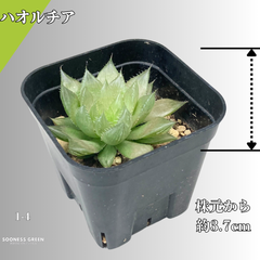 【沖縄育ち】約3.7㎝ ハオルチア オブツーサ 多肉植物 かわいい 育てやすい 南国 1-4