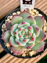 桃太郎   多肉植物 多肉 エケベリア 人気 🍑