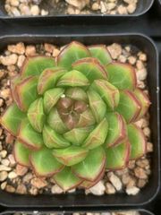 -*-様 B1528-2×20苗ピンクウィッチ抜き苗 多肉植物 エケベリア サボ 16株の抜き苗セット】ピンクウィッチ 多肉植物 佐川急便発送