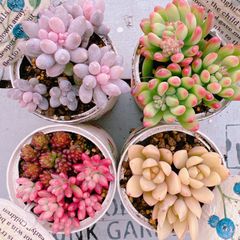 多肉植物 普及種5種set♡根付き美苗