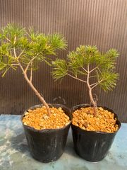 小品ミニ盆栽素材 五葉松 真柏セット - メルカリ