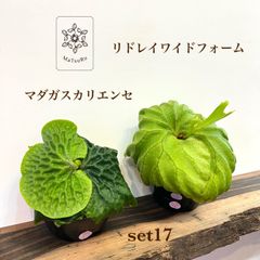 ビカクシダ 胞子培養 ポット苗 【セット品】