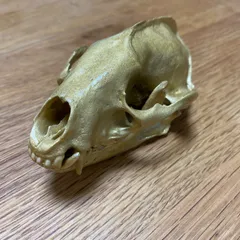 美！アジア アナグマ（Asian badger）の頭骨 ☆ 即納 ☆ 美！アジア アナグマ（Asian badger）の頭骨 - 頭骨