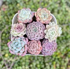 根付き小株8個セット　エケベリア　韓国苗　多肉植物　寄せ植え　お買い得