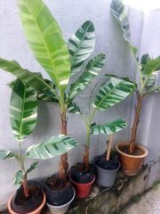 ハイクオリティ♡TC 出来る実も斑入 バナナ バリエガータ フロリダ