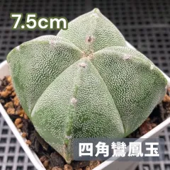 2025年最新】多肉植物鸞鳳玉の人気アイテム - メルカリ