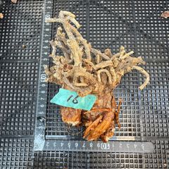 【16】 ケラリア・ピグマエア（ベアルート株） 塊根植物　アフリカのサムネイル