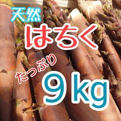 天然たけのこ　淡竹　破竹　9kg  長野県産