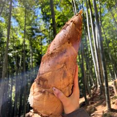 合馬たけのこ　５キロ