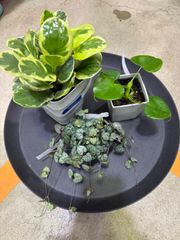 ペペロミア　フィロデンドロン　ハートカズラ　セット売り　お得　観葉植物　インテリア　グリーン