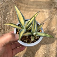 アガベ　パラサナ　中斑　パラサナ錦　子株販売 アガベ パラサナ Agave parrasana no111573 | 芽の巣山
