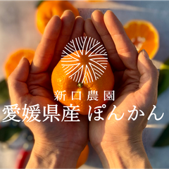 【産地直送】愛媛県八幡浜産 【ぽんかん 10kg】