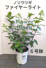 マキシファイヤーライト　アジサイ　ノリウツギ　６号鉢　PW  庭木　アジサイ　秋色紫陽花　ドライフラワー