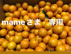 mame様専用　金柑　無農薬
