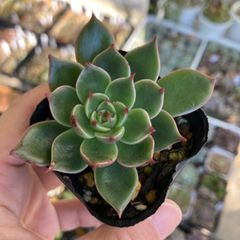 ルドルフ　抜き苗　多肉植物　モフ多肉　エケベリア