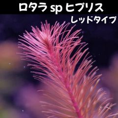 ロタラ sp ヒプリス レッドタイプ  1本 水中葉  送料無料