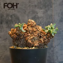 ケラリアピグマエア　現地株　発根済み① ケラリアピグマエア 現地株 発根済 b5 | HANDS PLANTS