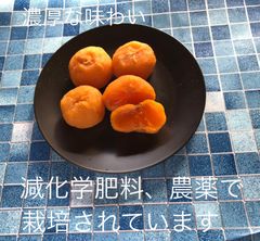 あんぽ柿、干し柿 (平核無柿)   6パック