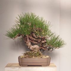 【引取り限定】 盆栽 ヤマモミジ 引取り限定】 盆栽 ヤマモミジ 引取り限定】 盆栽 ヤマモミジ 楽天市場