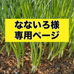 なないろ様専用ページ‼️600本‼️玉ねぎ苗
