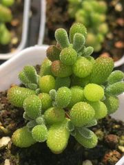 新入荷　多肉植物　ドロサンテマム　キラキラ　丸くてコロコロ　ぶどう　抜き苗　1株