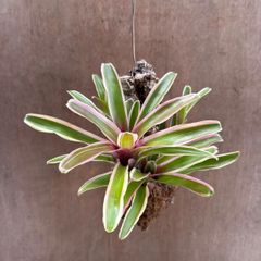 ネオレゲリア　ファイヤーボール⑤　コルク付 現品  Neoregelia " Fire Ball variegata"  観葉植物 観葉 植物 珍奇植物 珍奇 珍しい レア  タンクブロメリア ブロメリア アナナス ハンギング 吊るす  インテリア おしゃれ
