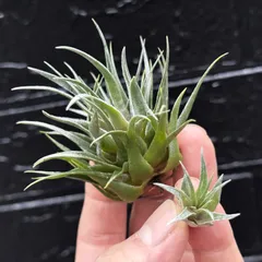 2025年最新】チランジア カウツキーの人気アイテム - メルカリ