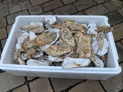 めだかや金魚の水質安定　天日干し牡蠣殻　120サイズ（7キロ〜9キロ）