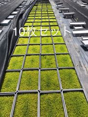 【新発売】 ハイゴケ 苔玉・苔
