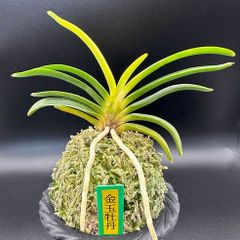 富貴蘭曙青海 - メルカリ