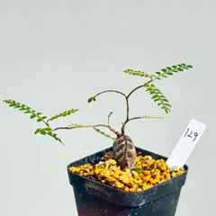 早い者勝ち 10月7日着 オペルクリカリアパキプス パキプス 巨大パワータンク付 成長記録]オペルクリカリア・パキプス(パワータンクの根挿し