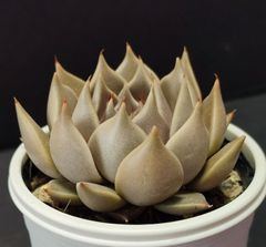 エケベリア 原種 トバレンシス トバー　その4 ケーレス実生苗  tobarensis ,Tobar  月曜or火曜日発送。