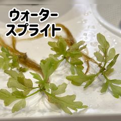 【無農薬・水中葉】ウォータースプライト5株