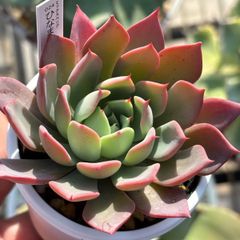人気レア品種！★ひなまつり 多肉植物（抜き苗）自家繁殖 国産