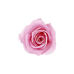 ヴェルディッシモ メディアベルローズ ブライダルピンク グレー箱リボン1本入 プリザーブドフラワー 0