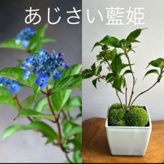 盆栽　紫陽花　藍姫　正角3号クリーム