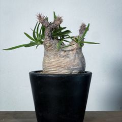 モンソニア クラシカウレ 塊根植物 コミフォラ ケラリア フォークイ