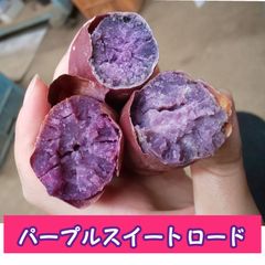 訳あり パープルスイートロード サイズ混在 10キロ 紫芋 さつまいも