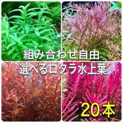 選べるロタラ水上葉　20本