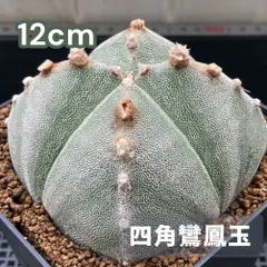 鶴仙園 購入 ランポー 玉 アストロフィツム dairoku 炭化鉢付き 【公式