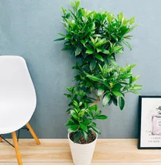 2025年最新】ファグラエアの人気アイテム - メルカリ